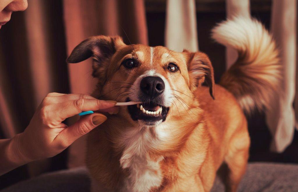 Finger Toothbrush for Dogs