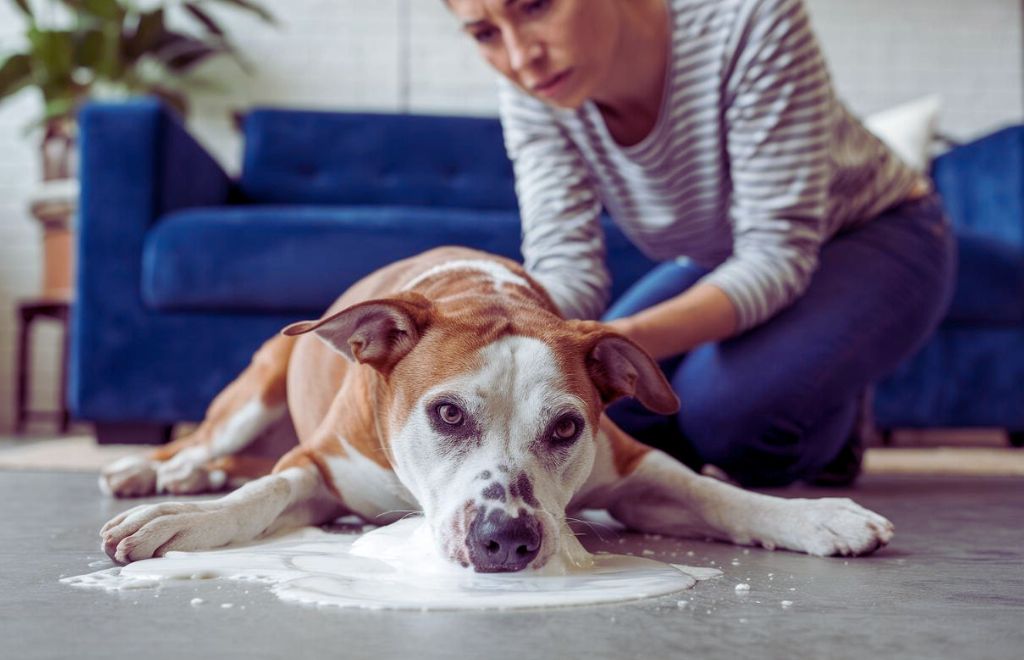 Dog Vomiting White Foam