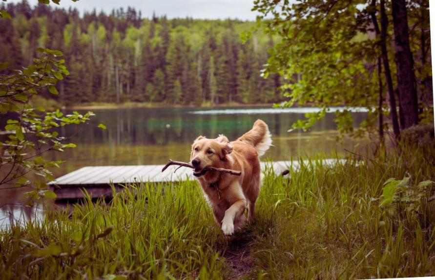 joint care chews for dogs