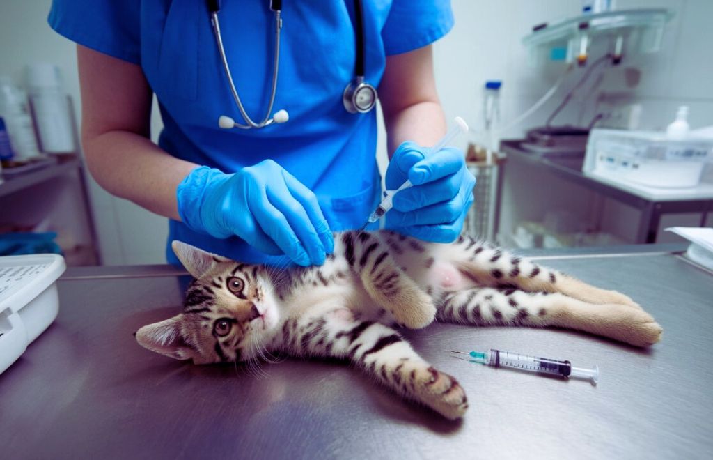 Indoor Kitten Vaccination Schedule