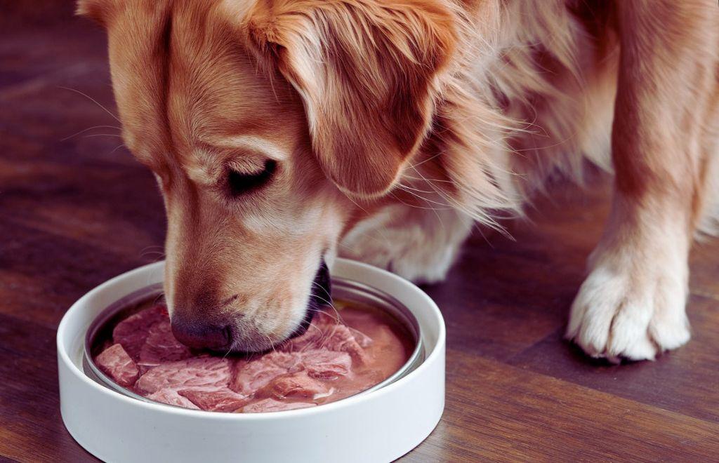 Best Rated Wet Dog Food