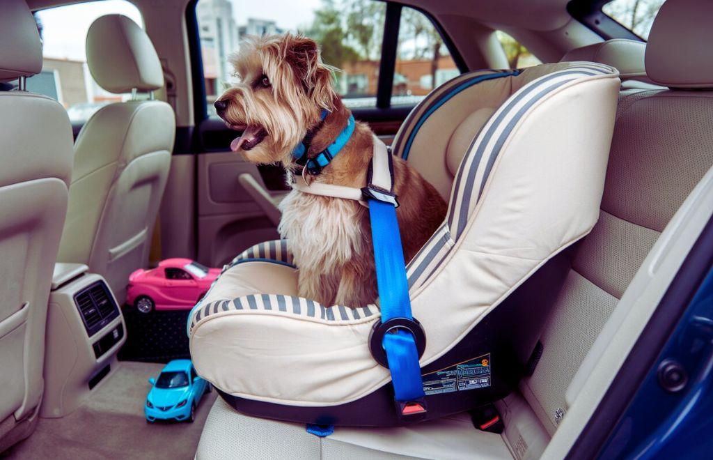 dog car seat