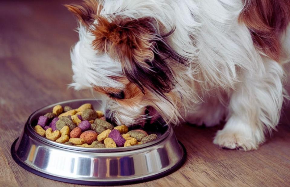 best dog food for small breed dogs