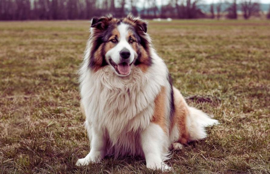 best dog food brands for large dogs