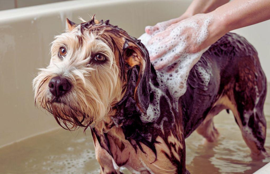 good dog shampoo for dry skin