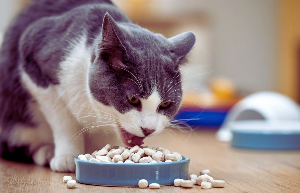 best dry cat food for indoor cats