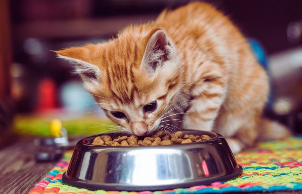 best rated dry kitten food