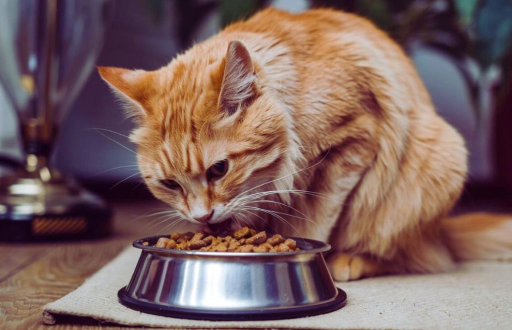 best rated wet cat food